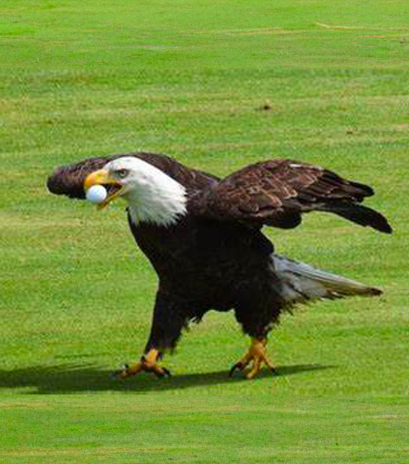 See Like Mav Eagle Sponsorship Golf Tournament