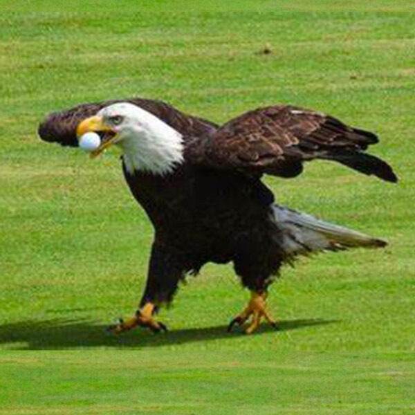 Eagle Sponsorship - #SeeLikeMav Charity Golf Tournament Eagle Harbor Golf Club Jacksonville Florida